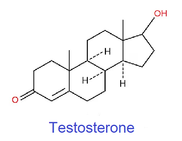 BLOGPOST_TestosteroneInWomen08172023B.png