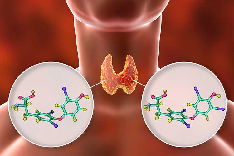 BLOGPOST_ThyroidHormones02232022A.jpg